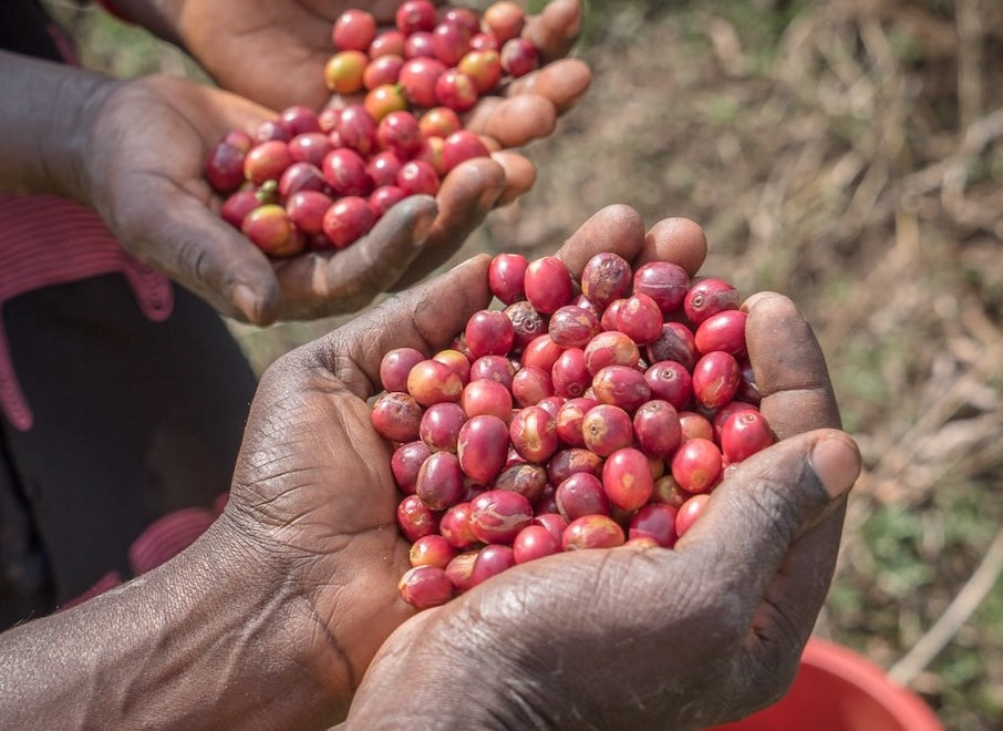 What Is Cascara? Coffee Cherry Explained (and Why It Makes the Best Refresher)