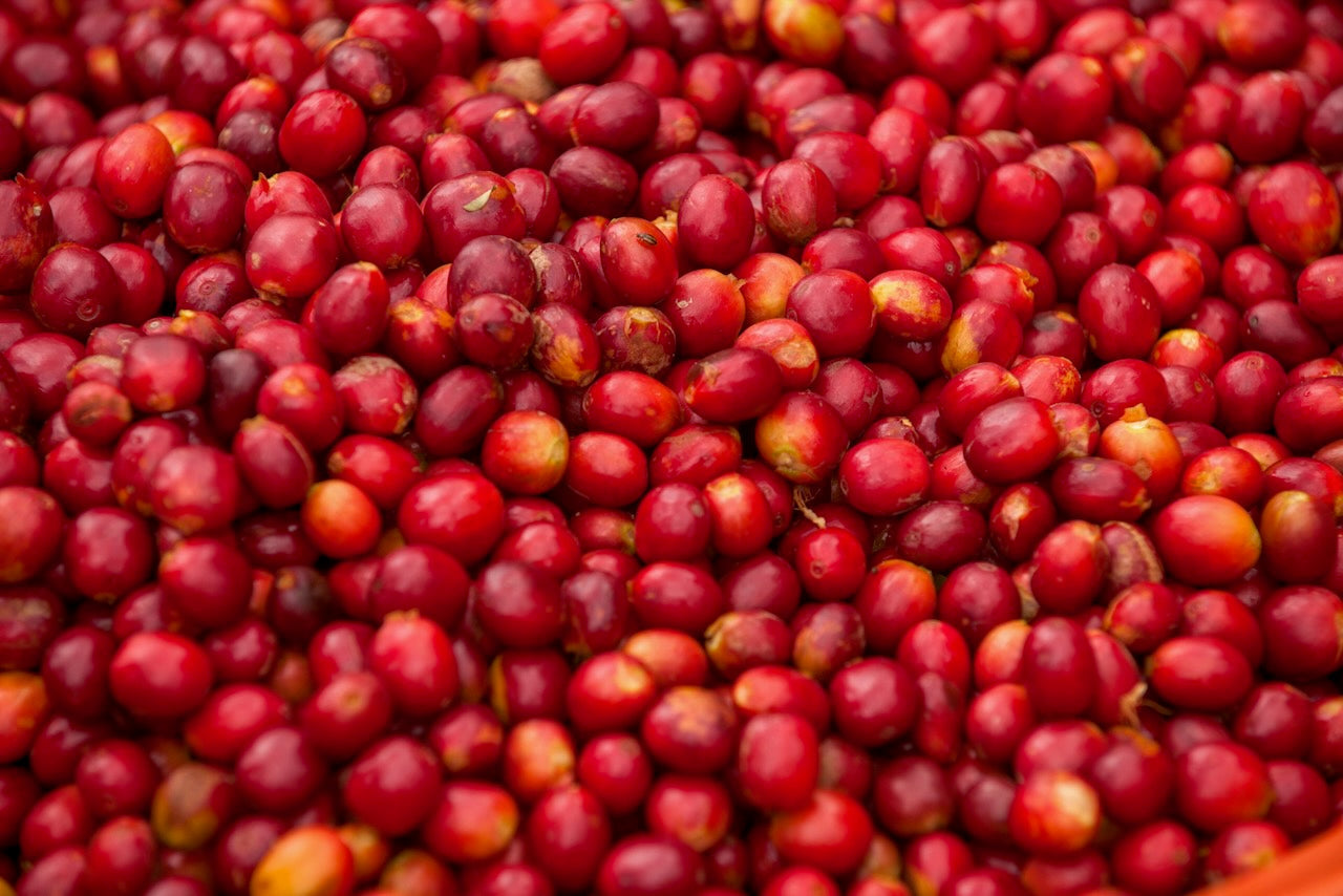 CognatiQ + Brain Health: Why It’s in The Cascade Boost