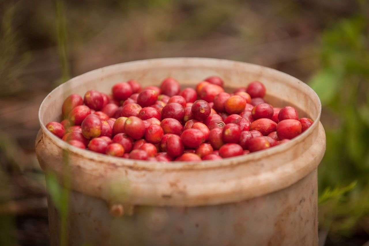 Cascara Refresher Recipe: Coffee Cherry Soda in 60 Seconds
